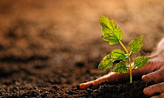 Ketchup-you-can-count-on-558x352