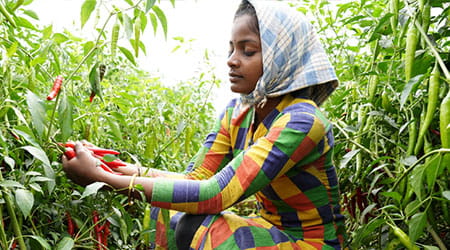 farmer picking chilis