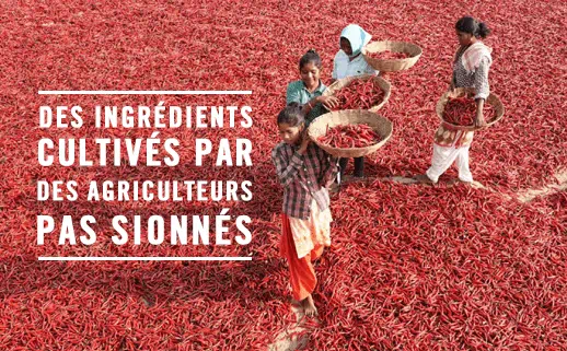 spice farming